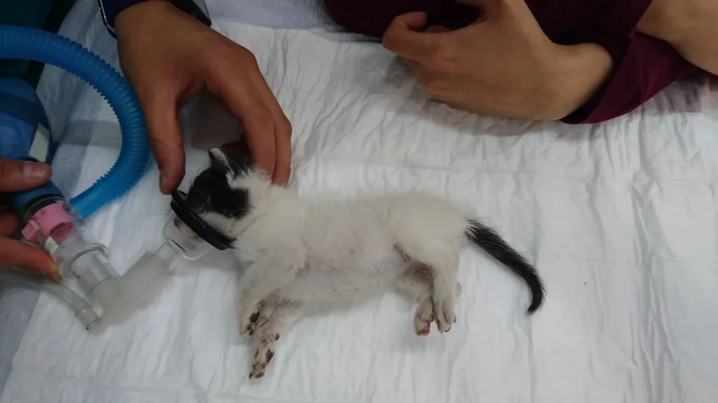 Casos de intoxicación felina y atención urgente